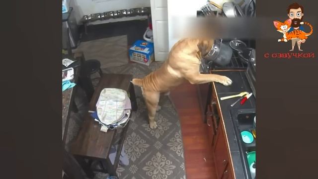 Приколы с котами! С ОЗВУЧКОЙ! Самые смешные животные! Смешные коты и собаки! смотреть онлайн