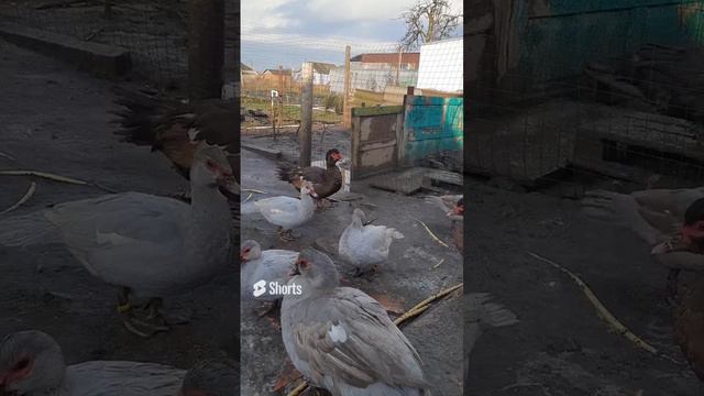 Индоутки ЛАВАНДА