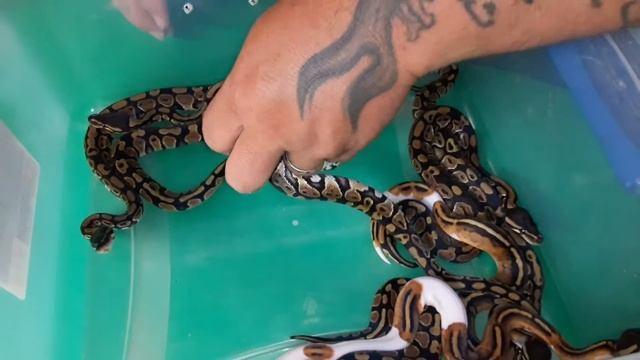 Canyon Country Reptiles Ball Python UPDATE Clutch #3: Yellowbelly het pied to a yellowbelly het pie смотреть онлайн