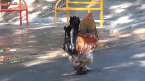 ДОМАШНИЕ ЖИВОТНЫЕ (карточки)