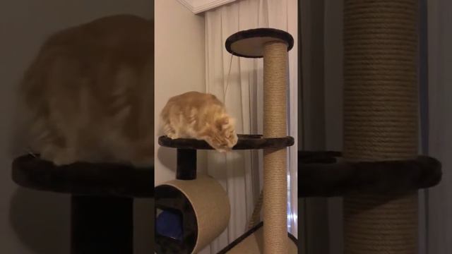 котенок мейн кун в новом доме - Country Gulliver's Big Sunny смотреть онлайн
