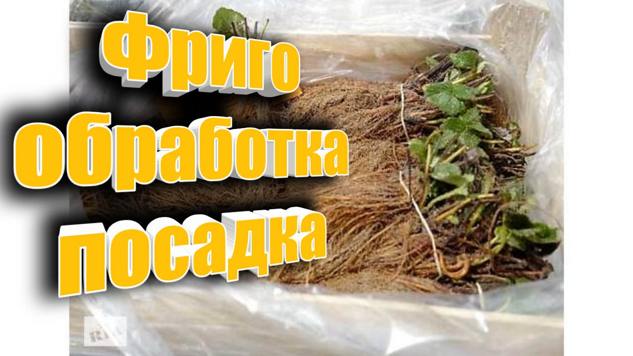 Фриго клубника ?. Обработка, посадка. Итоги розыргыша. Belklubnika.by.mp4 смотреть онлайн