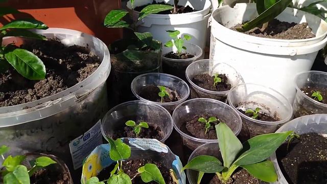 Папайя смотреть онлайн