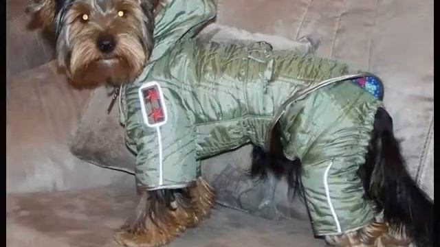 одежда для собак купить olx смотреть онлайн