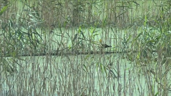 Охота Edgun Matador R3M (Hunting)