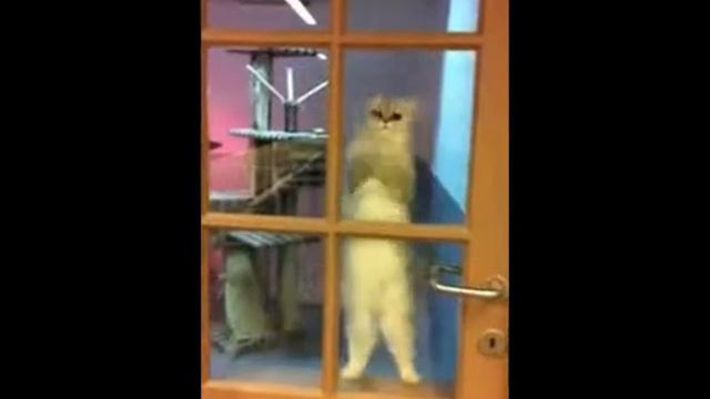 смешной кот танцует смотреть онлайн