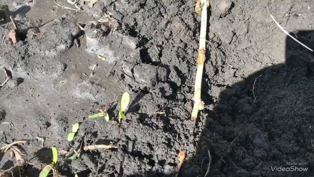 Калина Бульденеж в моем саду. Размножение. смотреть онлайн