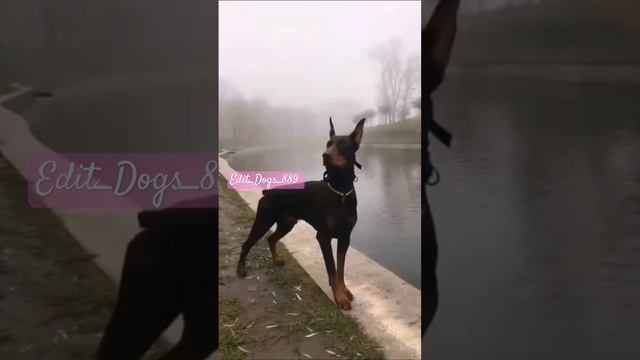 эдит мой щеночек Белла, Доберман, и моя собака Улла ?, ❗звук Edit_Dogs_11❗