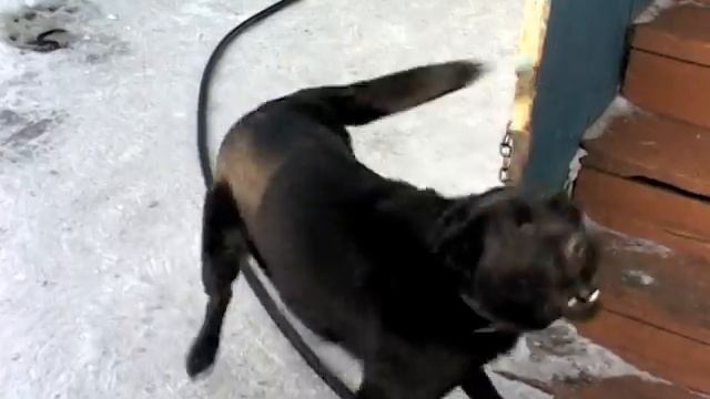 The black dog / Чёрный пёс. смотреть онлайн