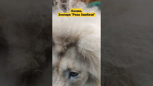Казань, зоопарк "Река Замбези". Лев смотреть онлайн