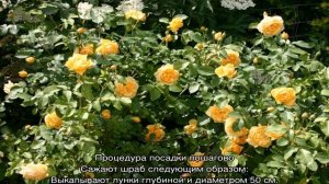 Роза Грэхам Томас (Graham Thomas) — характеристики гибрида