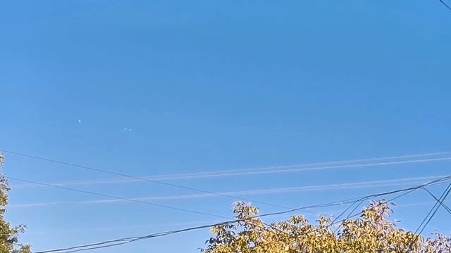 Сокол Сапсан Ястреб Тетеревятник/Falcon  Peregrine Goshawk