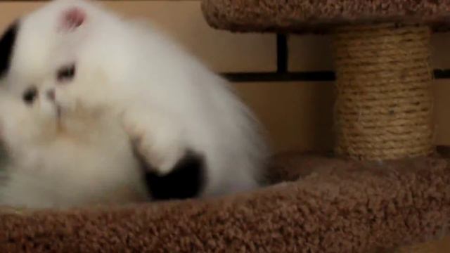 WARHAMMER Purring Joy смотреть онлайн