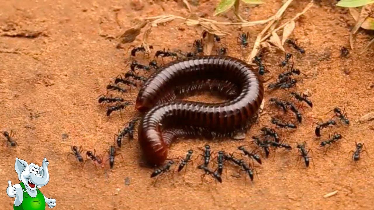 Муравьи в Деле / Муравьи против Змеи, Паука, Богомола смотреть онлайн