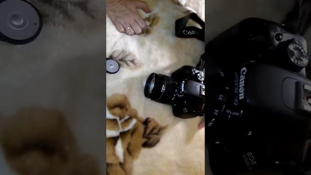Пульт ДУ для фотоаппарата Canon EOS 5D II 7D 550D 500D 60D 600D смотреть онлайн