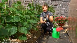 ГУМАТ КАЛИЯ