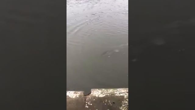 Щука ушла с крючька смотреть онлайн