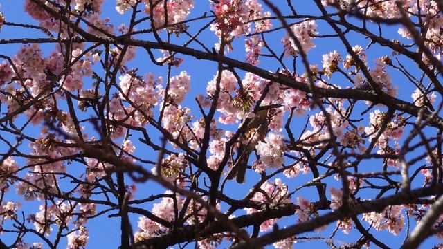 Atami Sakura - The first cherry blossoms to bloom in Japan - Includes light-up video. смотреть онлайн