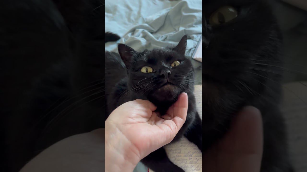 Кошка читает