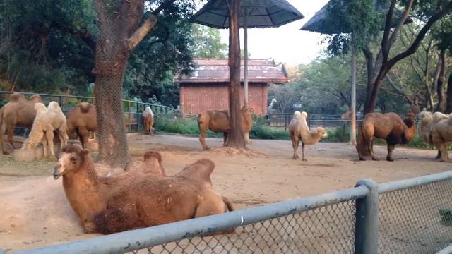 Shenzhen Zoo - Camel Bomb смотреть онлайн