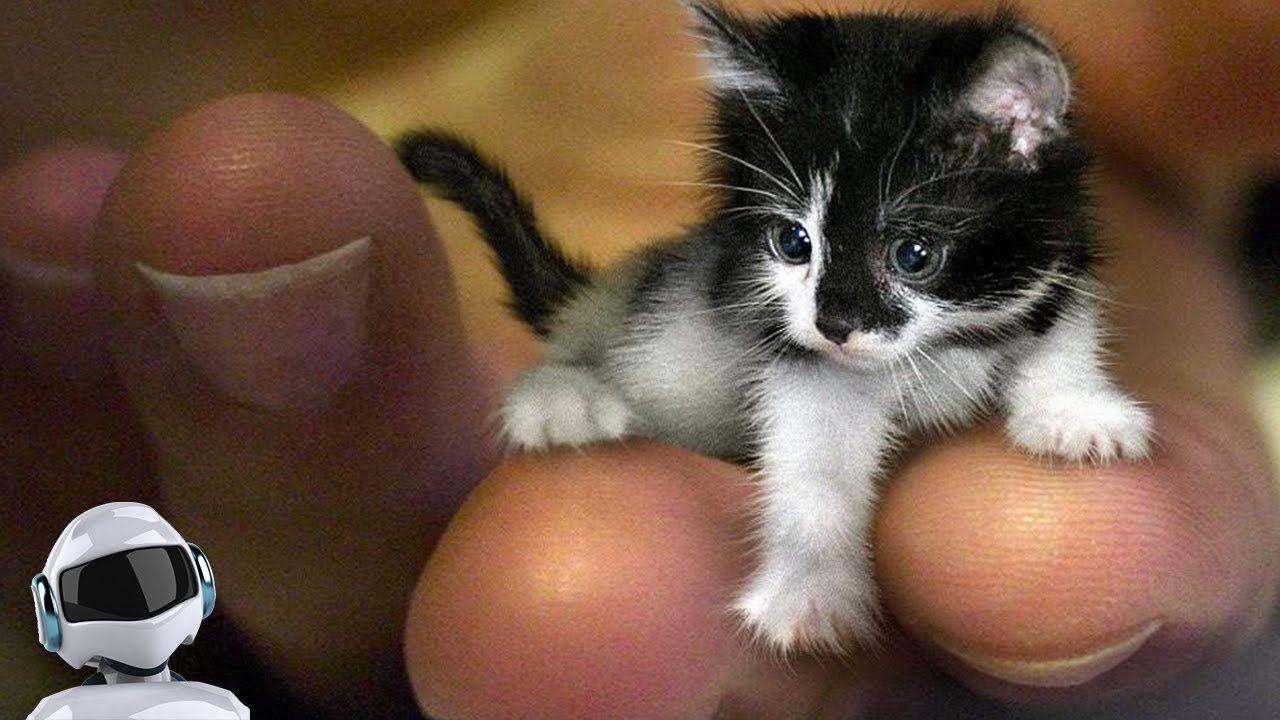 САМЫЕ МАЛЕНЬКИЕ ЖИВОТНЫЕ В МИРЕ / ТОП 10 смотреть онлайн