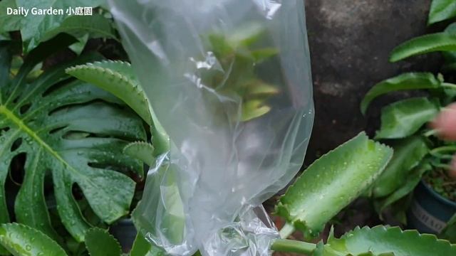 How To Graft Kalanchoe On Bryophyllum Pinnatum Plant