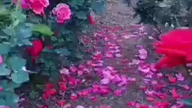 ayatul kursi 4 Qul surah Fatiha (Episode 553) 7 Taims repeat with Arabic Text beautiful (Arsh)#ayat смотреть онлайн