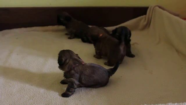 Ши-тцу маллыши 1 мес. смотреть онлайн