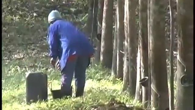 Натуральный каучук-плантация во Вьетнаме смотреть онлайн