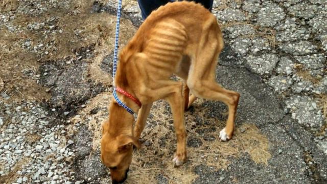 Женщина полгода морила голодом пса - когда его нашли, бедняга еле дышал. смотреть онлайн