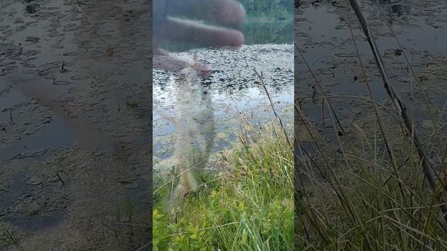 Рыбалка в лесу !