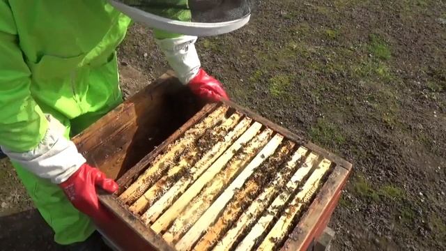 Бакфаст VS Карника/Первые Результаты/После Зимовки/Медопродуктивность/Весенее Развитие/Кто Лучше? смотреть онлайн