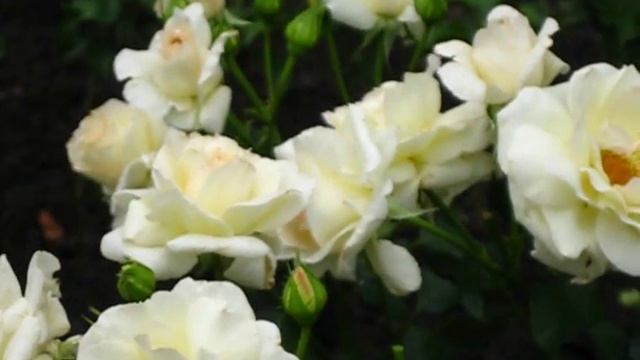 Троянда Шневальзер смотреть онлайн