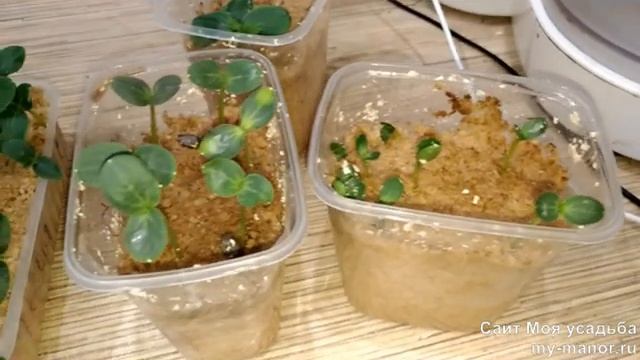 ПЕРЕСАДКА ОГУРЦОВ ИЗ ОПИЛОК В ЗЕМЛЮ смотреть онлайн