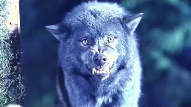 Wolf Lake Trailer смотреть онлайн