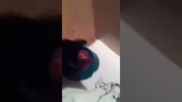 У кота Писика меняются зубки смотреть онлайн