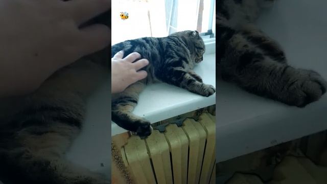 Барсик, который живёт в Гомеле #коты #cats #shorts смотреть онлайн