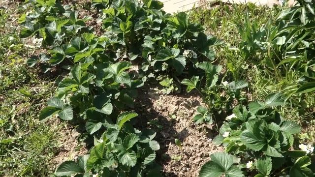 315.КЛУБНИКА. ХОЧЕШЬ КРУПНУЮ ЯГОДУ, СДЕЛАЙ ТАК ..... смотреть онлайн