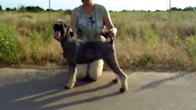 ALTEGOS TIRANA - schnauzer puppy. D.b. December 3, 2016 смотреть онлайн