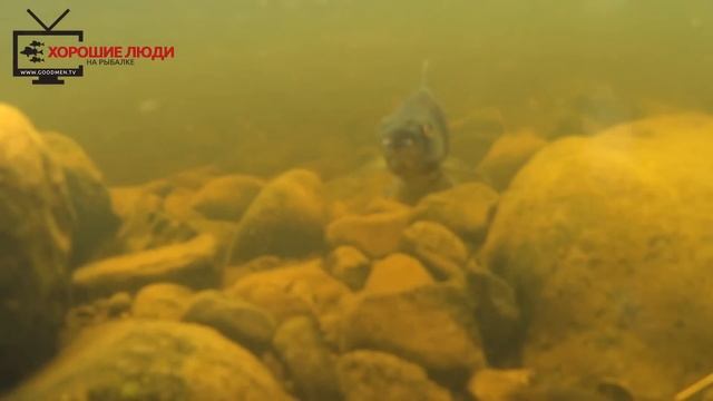 Подводные съемки - камера Sony AS200 underwater film. смотреть онлайн