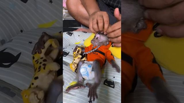 Small Baby Monkey Dino Being More Strong And Hapier