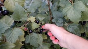 Черная смородина - Литвиновская и Селеченская 2 - обзор сортов
