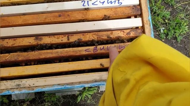 Как вывести семьи из роевого состояния. Жду акацию! смотреть онлайн