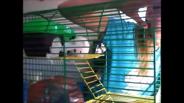 Что нужно для хомяка? смотреть онлайн