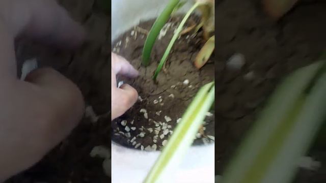 cuidado con tu planta oreja de elefante. se ponen amarillas sus hojas смотреть онлайн