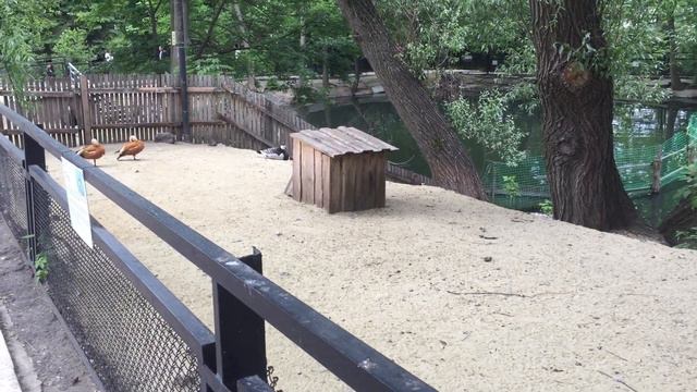 Пензенский зоопарк#9 смотреть онлайн