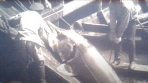 Самая Большая В Мире Пойманная Рыба Белуга осётр факты