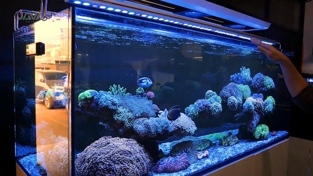 UPDATE REEF TANK GALERI JAVA AQUATIC! BANYAK YANG BARU!! смотреть онлайн