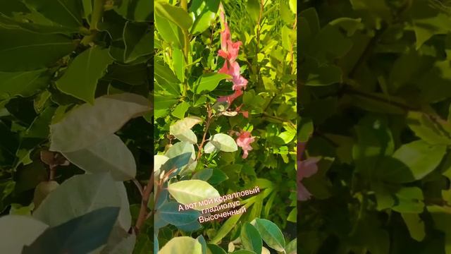 Шикарный 🪸 Порадовал меня на Медовый Спас 🍯 #цветы #сад #садовод #дом #гладиолусы #лето #крым смотреть онлайн