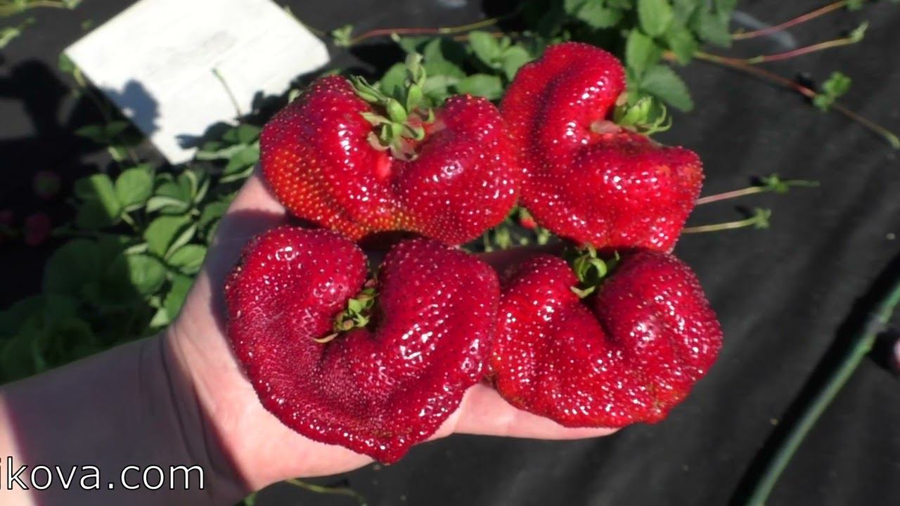 КИСС НЕЛЛИС десертного вкуса сорт клубники гигант Среднеспелого сегмента смотреть онлайн